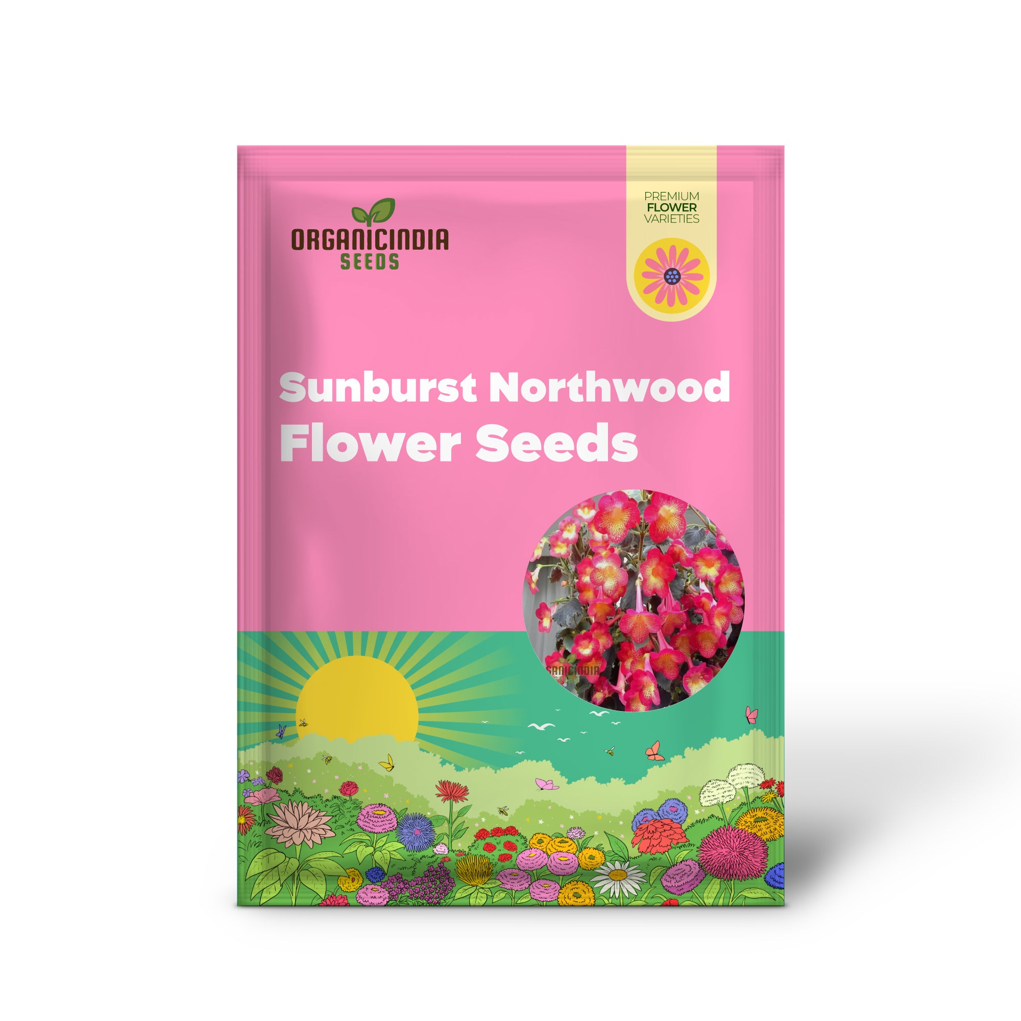 Graines de fleurs Sunburst Northwood d'Achimenes, fleurs exquises pour égayer votre jardin