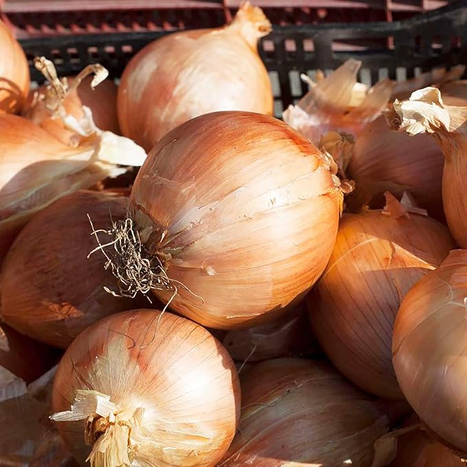 Graines d'oignon Vidalia - Variété printanière à croissance rapide et sans OGM pour jardin et balcon - 200 pièces