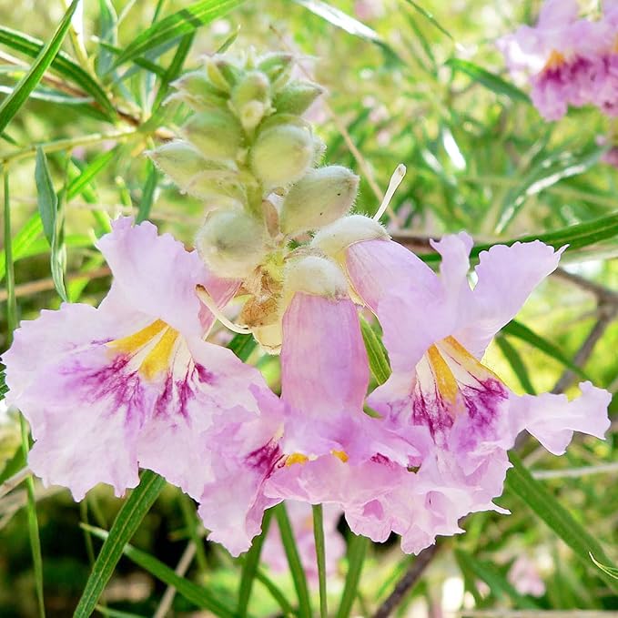 Garden Desert Willow Shrub Seeds (Chilopsis Linearis) - Non-GMO, Drought-Tolerant, Easy to Maintain, Fast-Growing - 30 Pcs