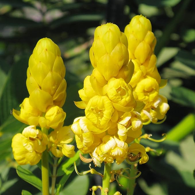 Graines de Cassia Alata - Arbuste exotique à feuilles persistantes Senna Alata, vivace, résistant aux cerfs, ornemental, attirant les abeilles, bordure de jardin de rocaille - 20 pièces