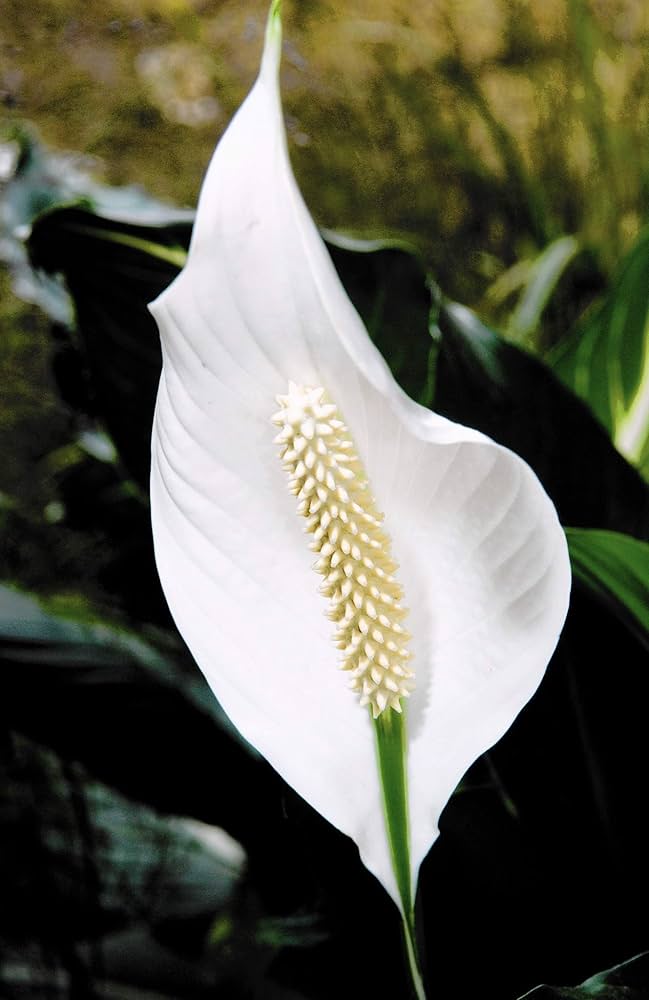 "Spathiphyllum Peace Lily Seeds, Planting - 100 pcs" - Flower seeds