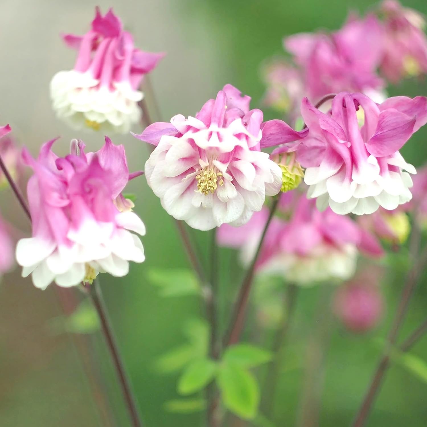 30 Stück Samen der Akelei „Pink Petticoat“ | Mehrjährige winterharte Blume | Resistent gegen Rehe und Kaninchen | Geringer Pflegeaufwand und gentechnikfrei | Perfekt für Topfpflanzen, Rabatten und Gärten im Freien