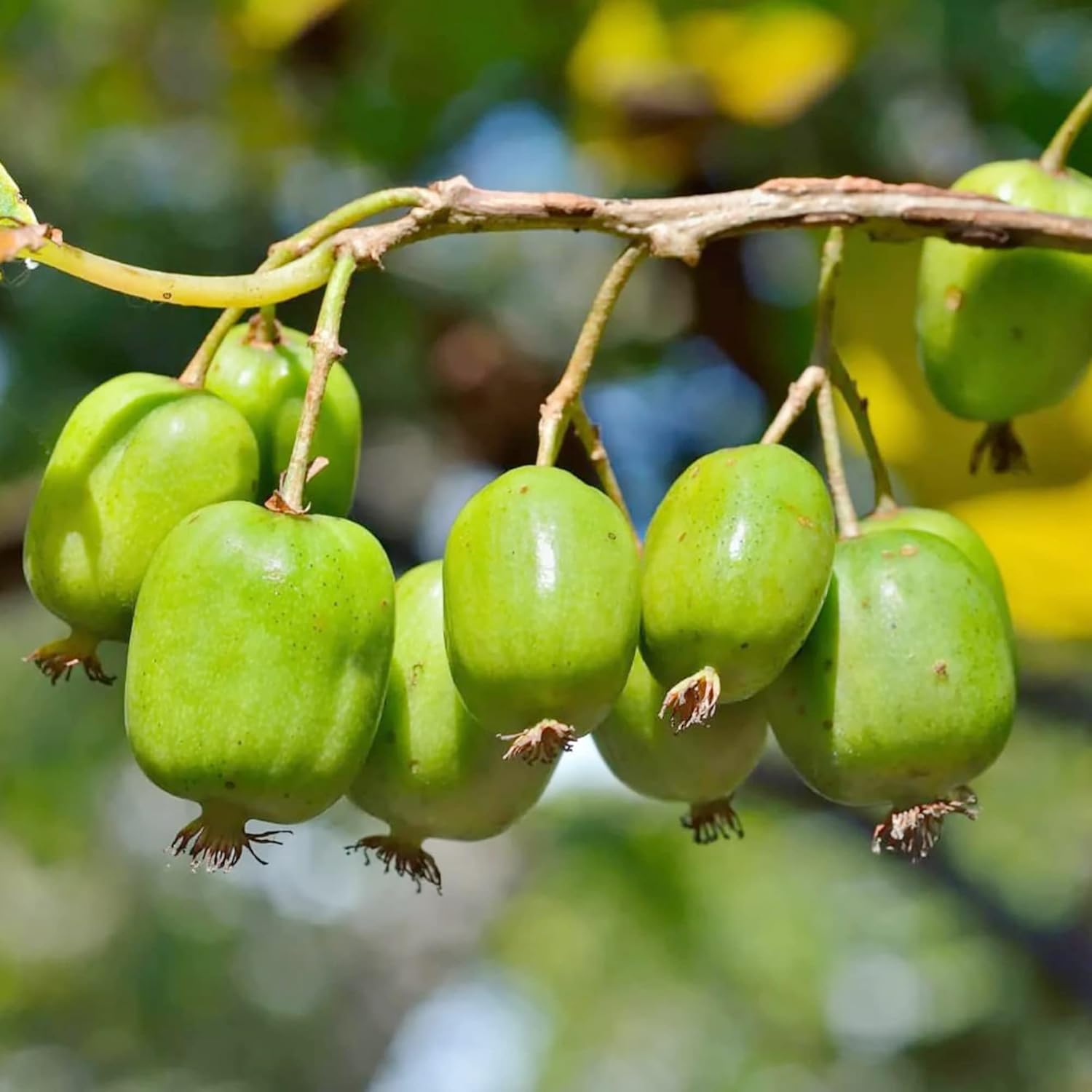 Graines de Kiwi Hardy - Actinidia Arguta Plante grimpante vivace pour treillis et clôtures, sans OGM, fruits et baies parfumés - 10 graines de fruits 