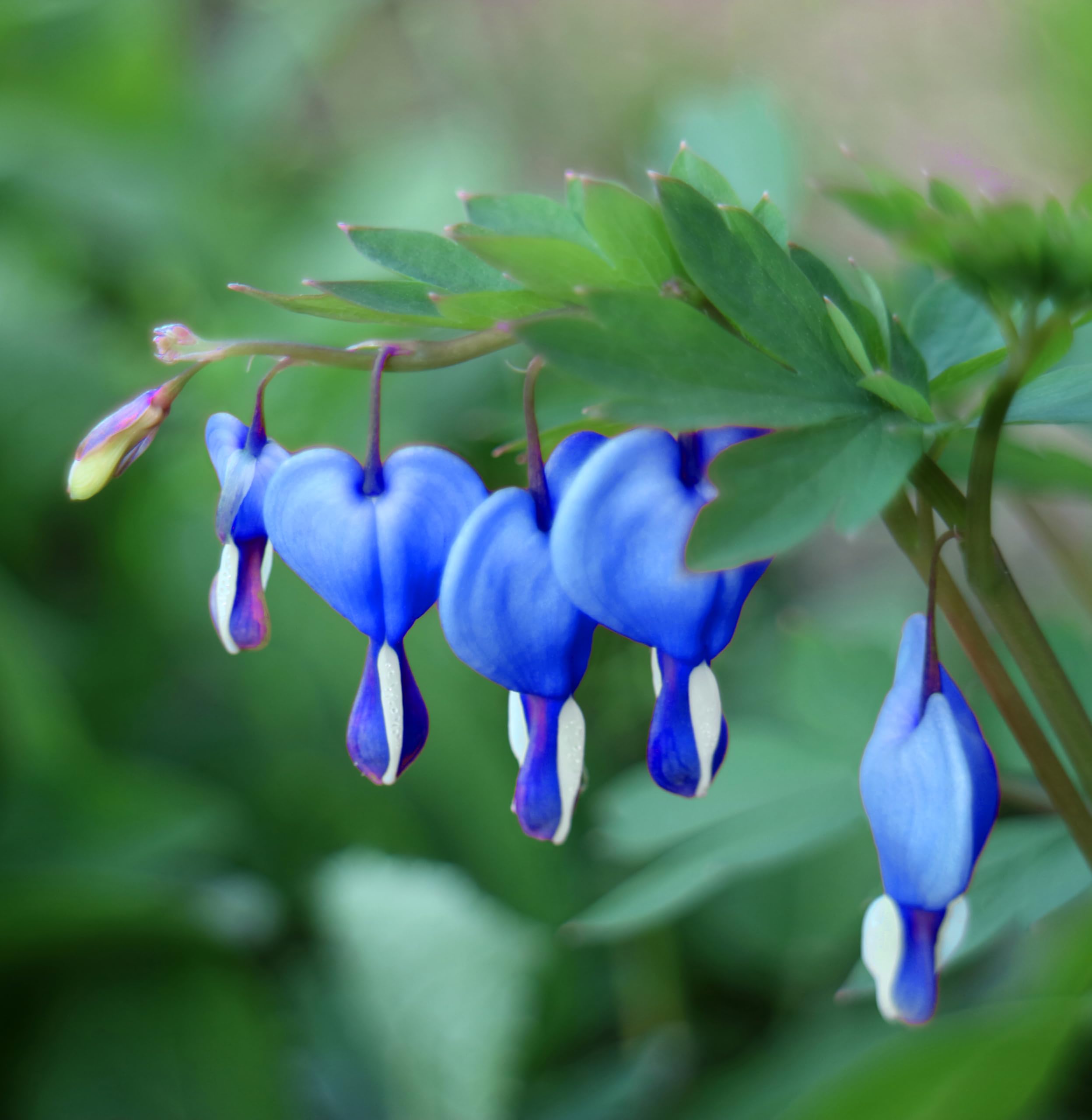 Graines de fleurs de cœur saignant bleu pour jardin d'ombre - 25 pièces