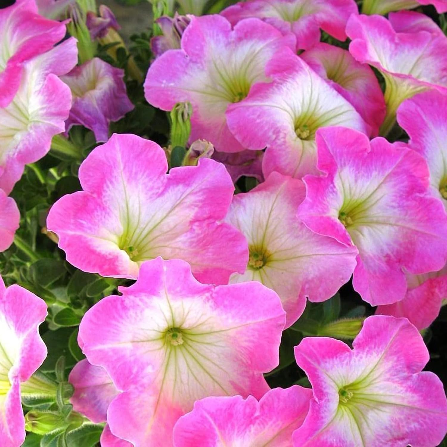 Petunia 'Supertunia Daybreak Charm' Seeds Showy Flowers Drought Tolerant Attract Hummingbirds Hanging Baskets Beds Outdoor 50Pcs Flower Seeds