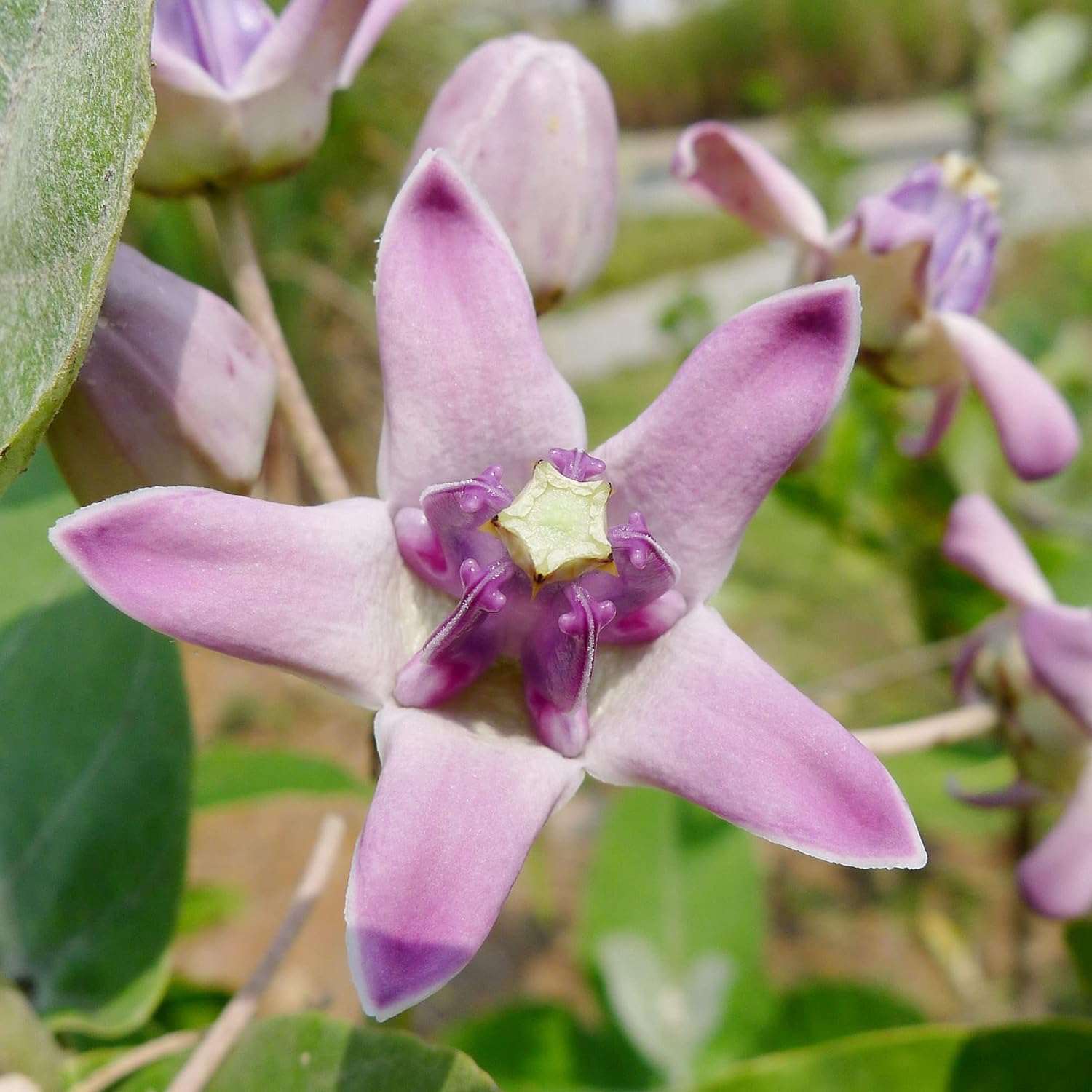 Riesen-Seidenpflanze, Samen Calotropis Gigantea, mehrjährig, breitblättrig, immergrün, trockenheitsresistent, zieht Schmetterlinge an, pflegeleicht, Heckenrand für den Außenbereich, 5 Stück 