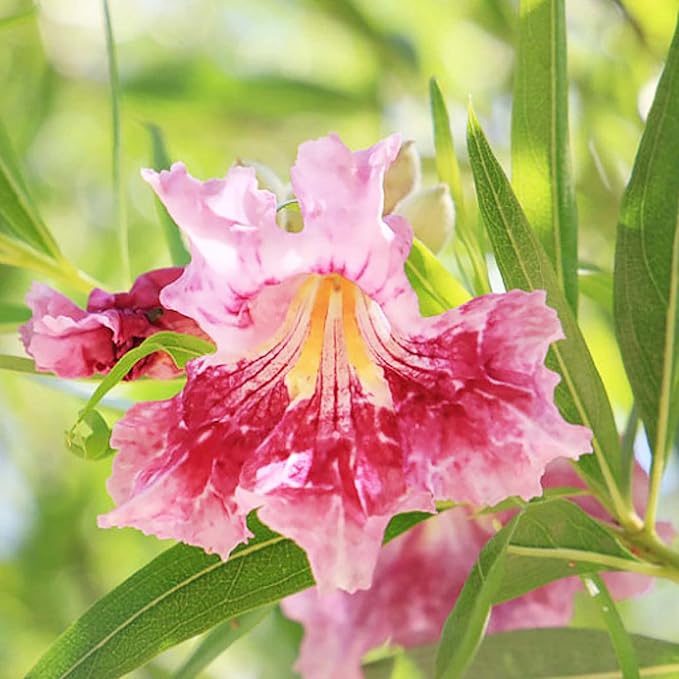 Garden Desert Willow Shrub Seeds (Chilopsis Linearis) - Non-GMO, Drought-Tolerant, Easy to Maintain, Fast-Growing - 30 Pcs