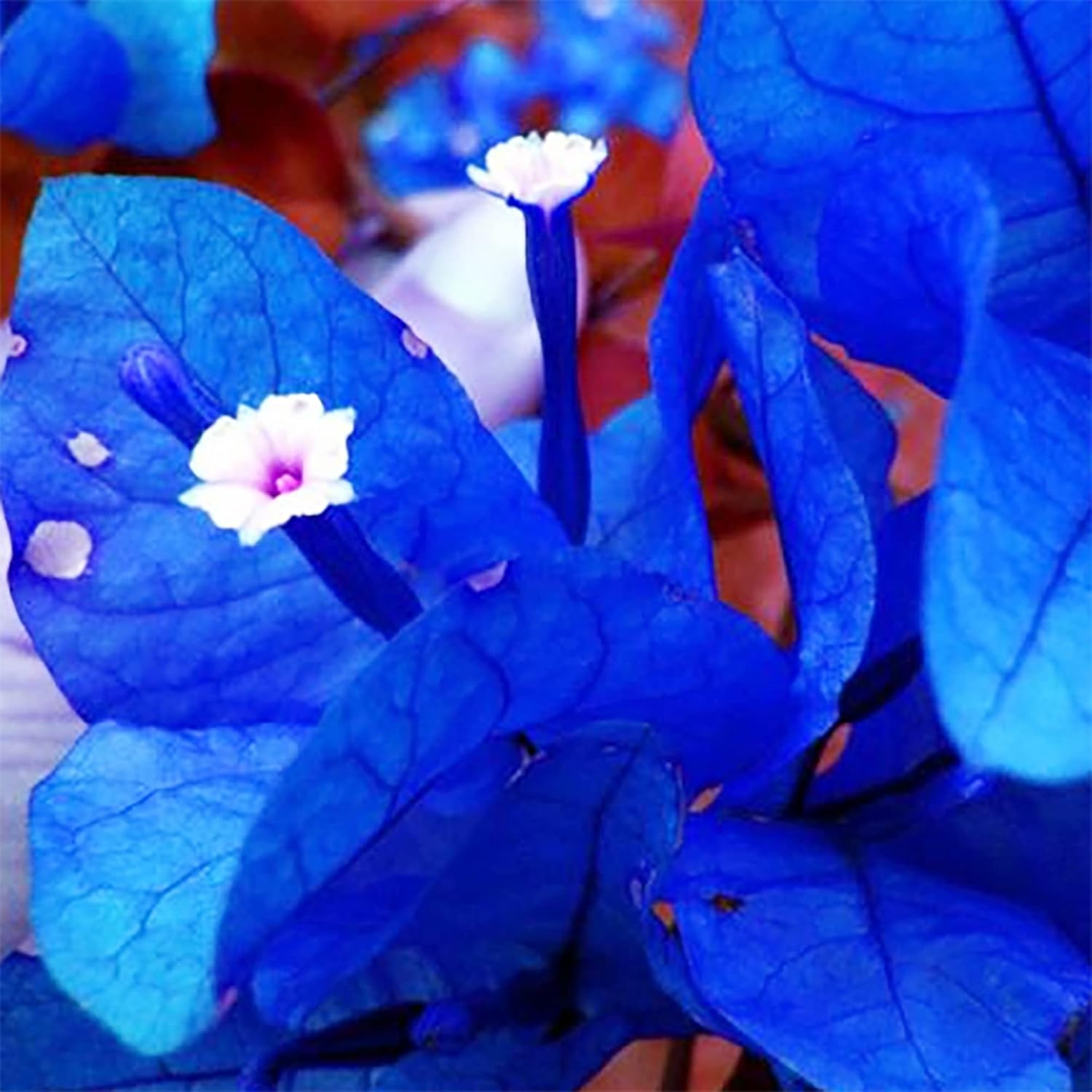 Graines de Bougainvillea spectabilis bleu à planter | Bractées éclatantes et voyantes