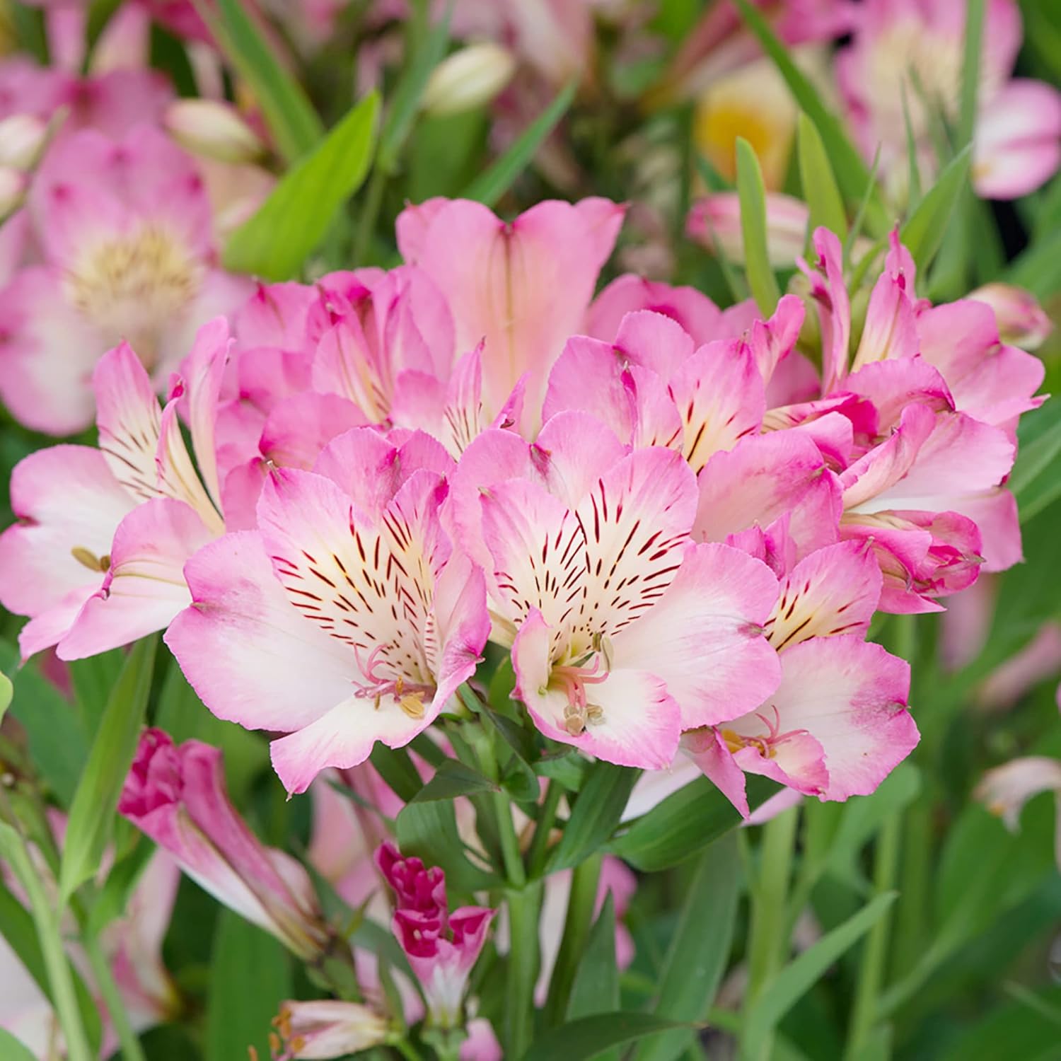 Pink Alstroemeria Seeds for Planting - Peruvian Lily Perennial, Perfect for Cut Flowers & Garden Borders