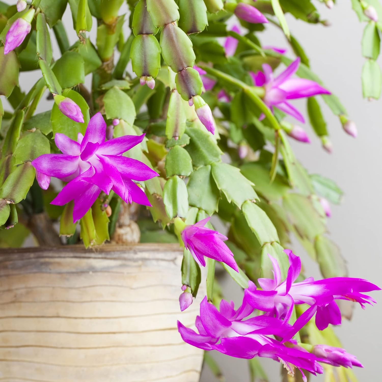 Zygocactus Seeds Crab Cactus, Christmas Cactus Ornamental Garden Decor Pots Hanging Baskets Indoor Outdoor Houseplant 50Pcs Flower Seeds