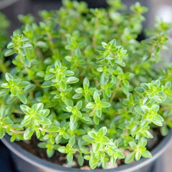 Lemon Thyme Seeds (Thymus Citriodorus) - Fragrant, Evergreen, Deer & Rabbit Resistant, Drought Tolerant, Culinary & Ornamental Ground Cover for Patio, Container, Indoor & Outdoor - 1000 Pcs