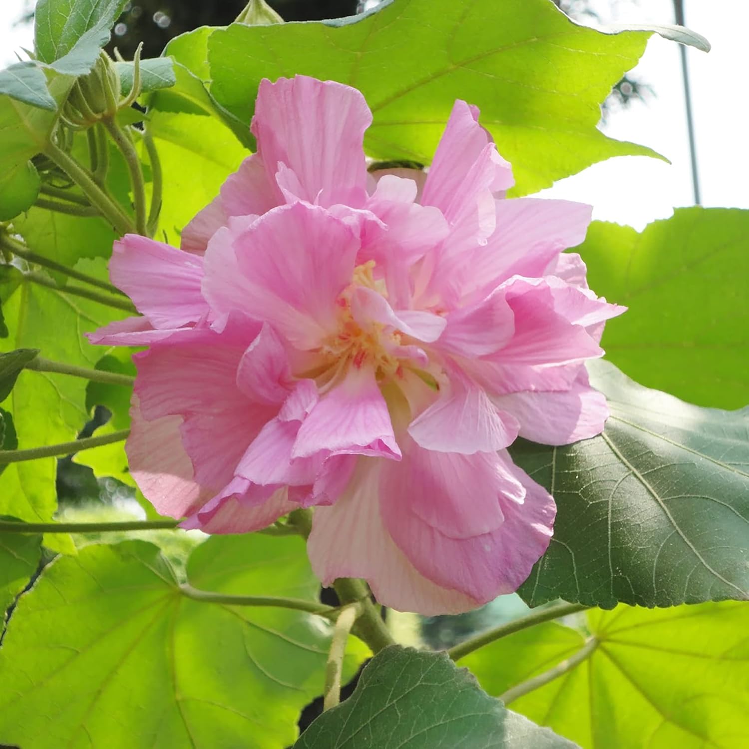 Hibiscus Mutabilis Flower Seeds for Planting – Confederate Rose Bright Double Pink Flowers