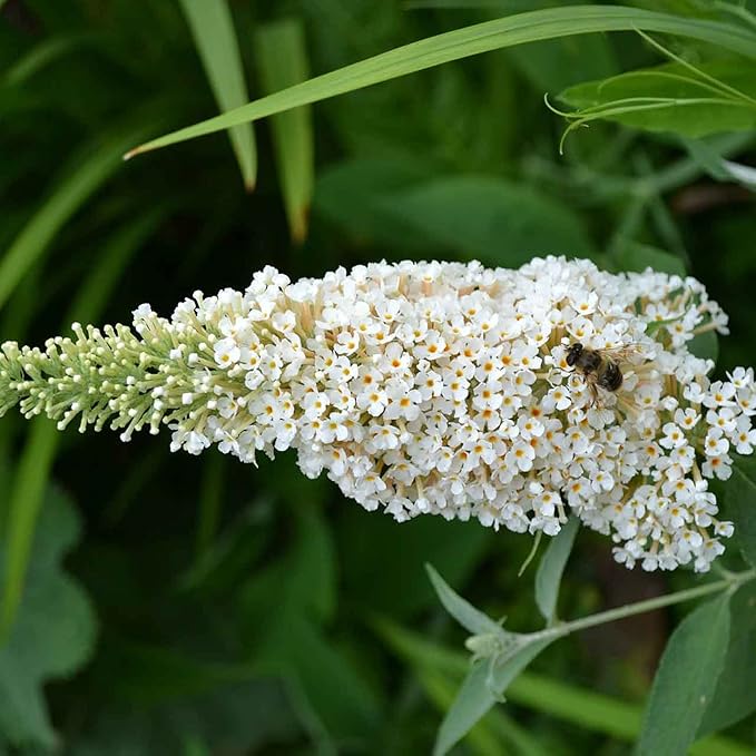 White Butterfly Bush Seeds, Buddleia Davidii Perennial Shrub, Attracts Butterflies, Low Maintenance, Fast Growing, Outdoor Patio Bed - 50 Pcs