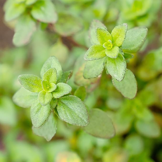 Lemon Thyme Seeds (Thymus Citriodorus) - Fragrant, Evergreen, Deer & Rabbit Resistant, Drought Tolerant, Culinary & Ornamental Ground Cover for Patio, Container, Indoor & Outdoor - 1000 Pcs