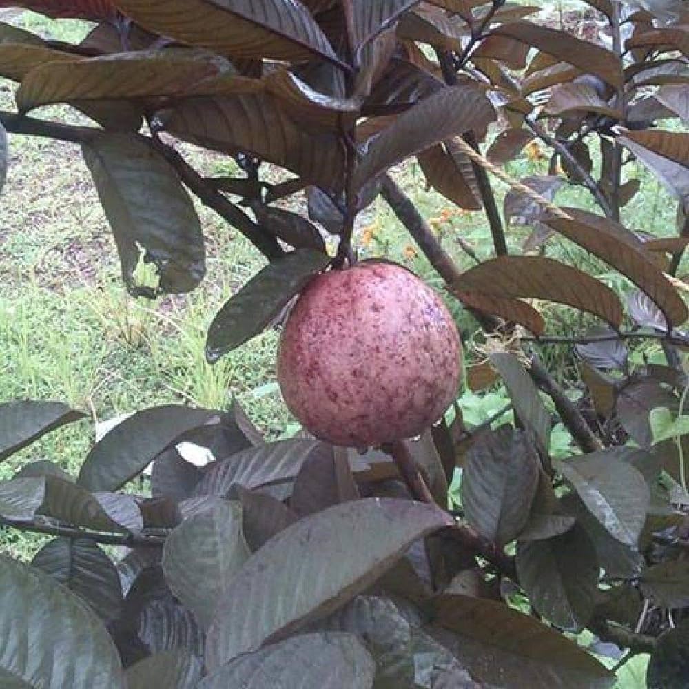 Thai Maroon Guava Seeds – Exotic Red-Skinned Tropical Fruit for Planting