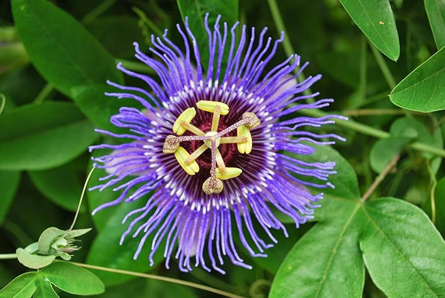 Passiflora Incarnata Seeds - Purple Passion Flower/Maypop, Fast-Growing Perennial Vine, Winter Hardy - 200 Pcs