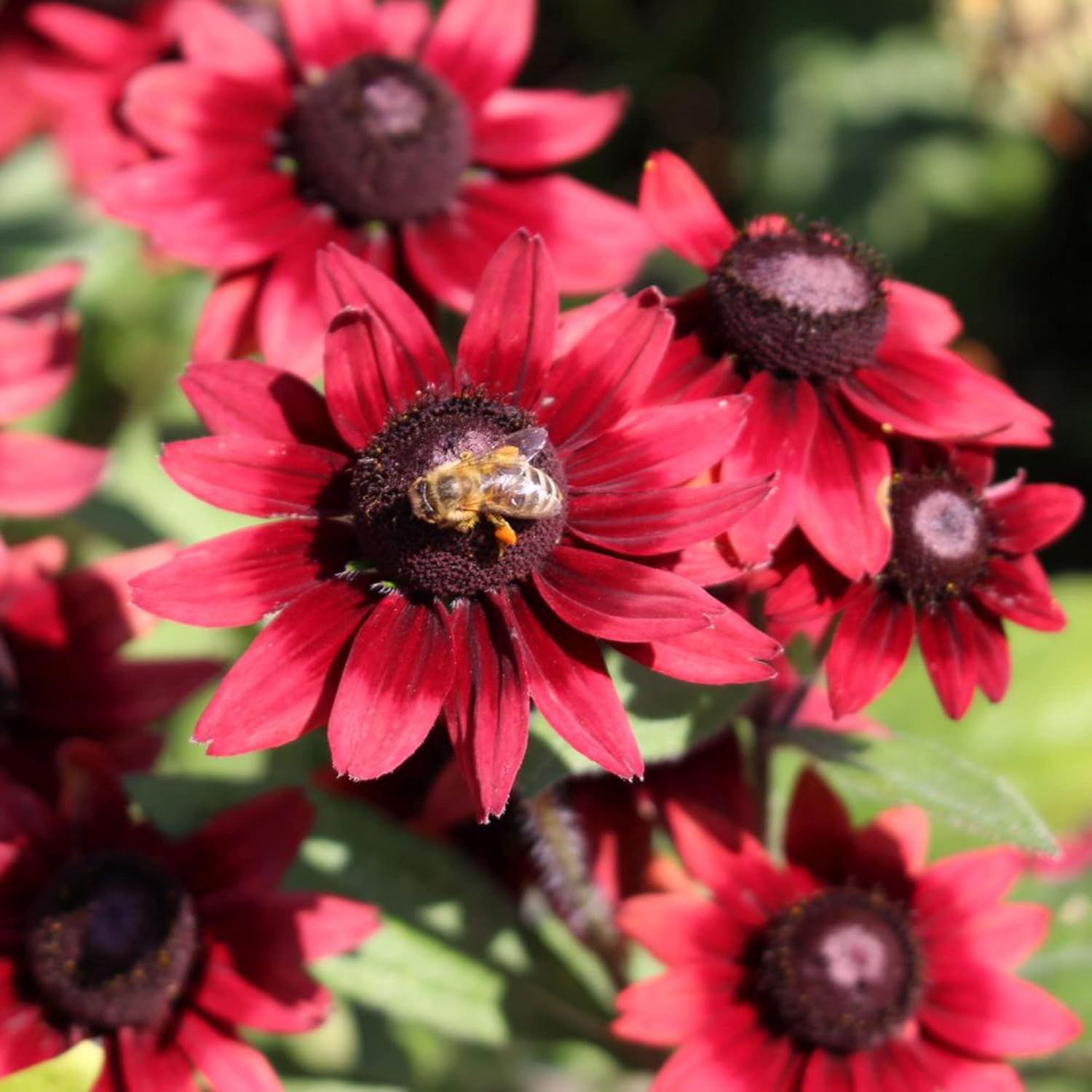 Rudbeckia Hirta 'Cherry Brandy' Seeds | Black-Eyed Susan | Herbaceous Perennial, Butterfly Attractant | Deer & Drought Resistant | Border, Cottage Garden, Outdoor | 30Pcs Flower Seeds