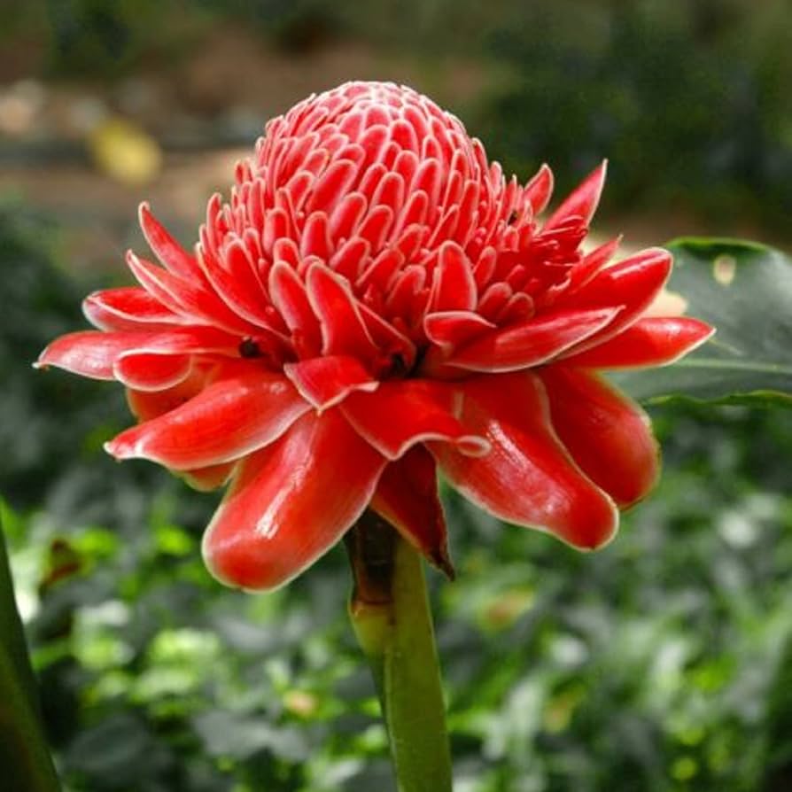 Unique Pinecone-Shaped Blooms with a Sweet Fragrance