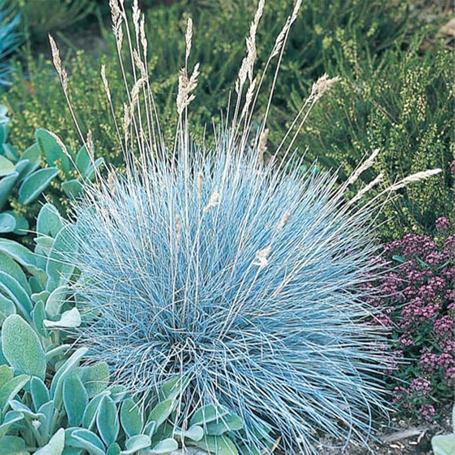 Blue Fescue Ornamental Grass Seeds - Festuca Perennial, Drought Tolerant, Sun or Shade - 50+ Pieces