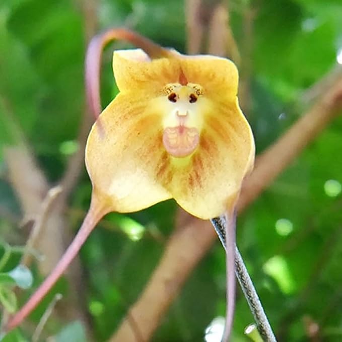 Monkey Face Orchid Seeds - Dracula Simia Perennial Non-GMO Fragrant Indoor Plant, 10 Pcs