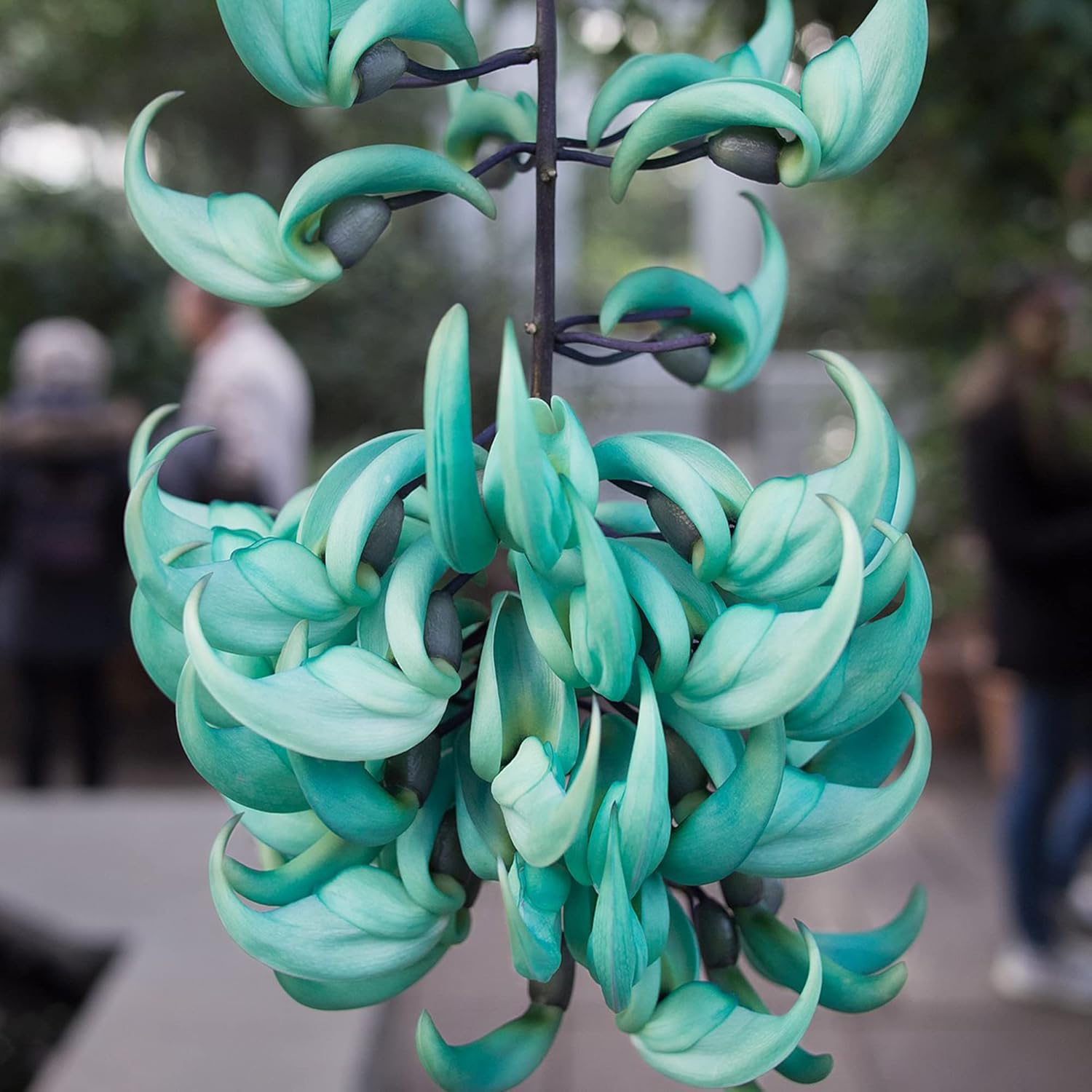 Jade Vine Seeds Strongylodon Macrobotrys – Perennial Woody Vine for Ornamental Patio