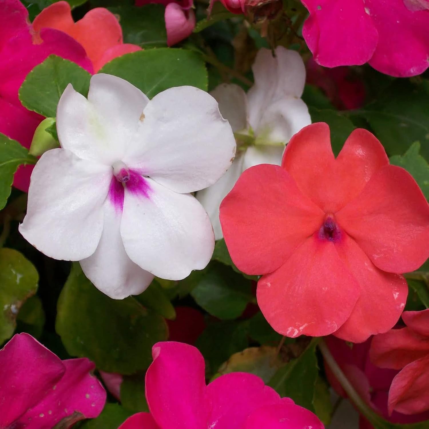 Graines d'Impatiens Les baumes Touch-Me-Not attirent les pollinisateurs Les plates-bandes de jardin Les bordures 200 pièces Graines de fleurs 