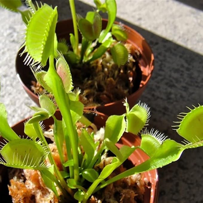 Graines de Dionée attrape-mouche - 100 pièces, Dionaea muscipula carnivore pour jardin et bonsaï, plein soleil, sol acide, décoration de jardin