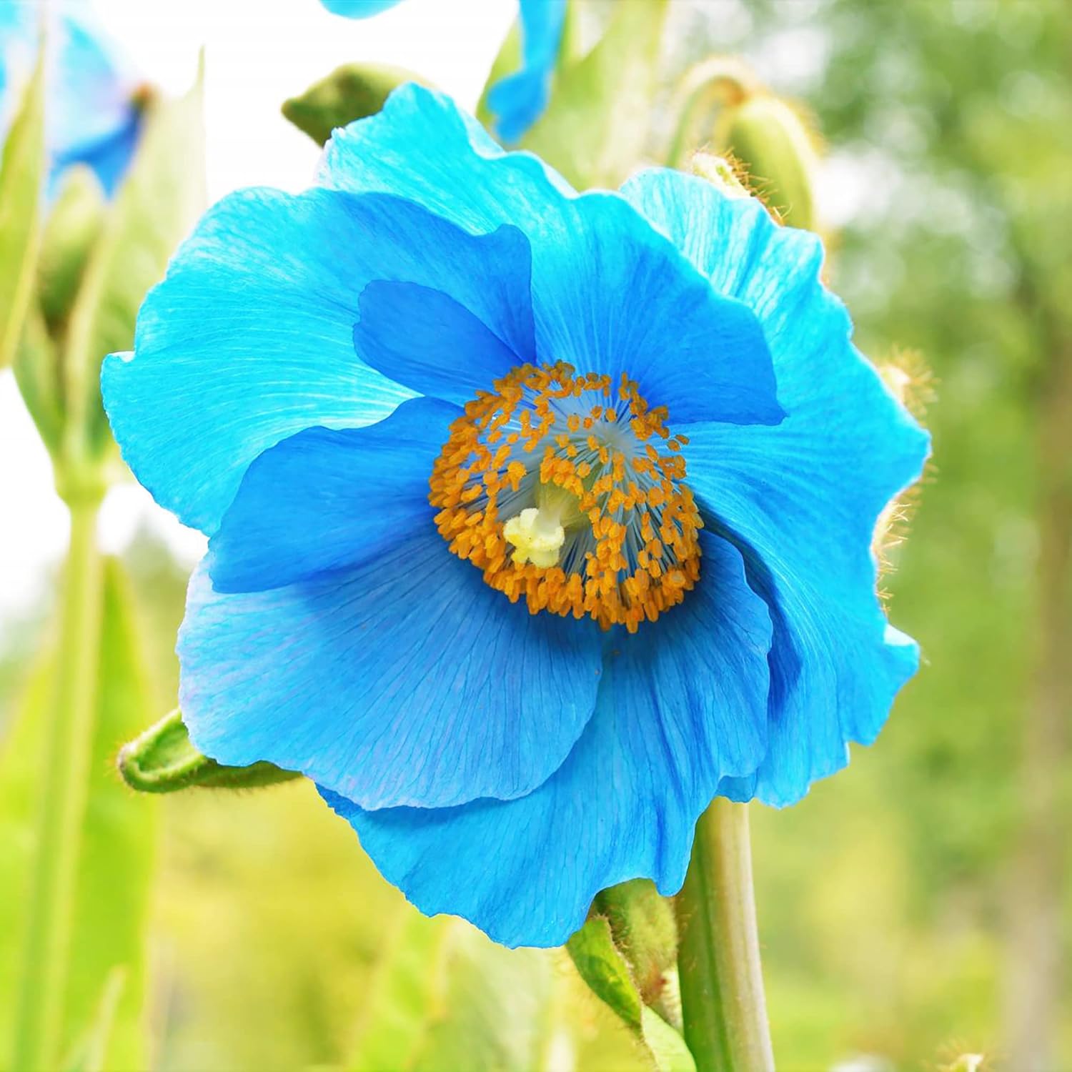 Himalaya-Blaumohnsamen – bezaubernde leuchtend blaue Blüten, kurzlebige Stauden für schattige Ränder und Waldgärten, 20 Stück Blumensamen