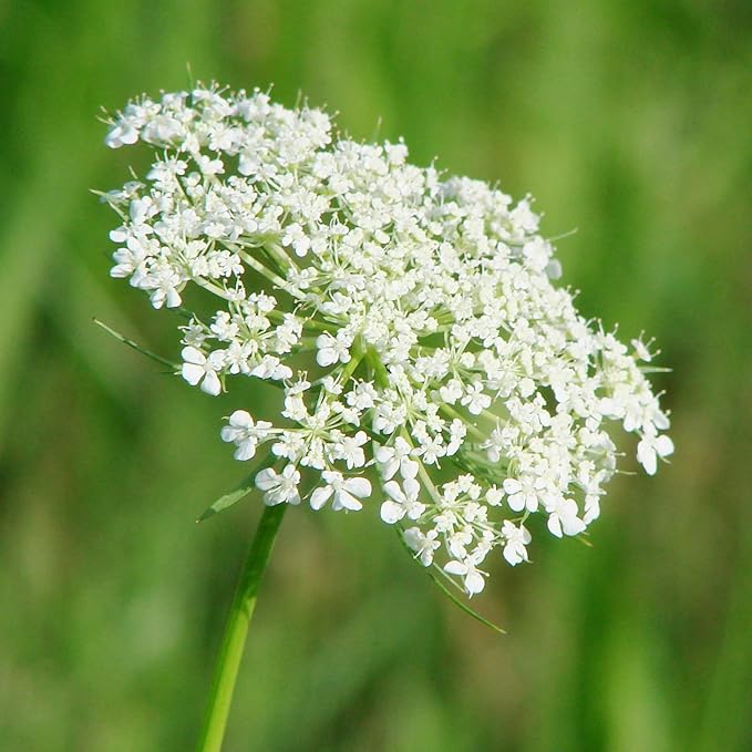 Queen Anne's Lace Seeds - Daucus Carota, Biennial, Pollinator-Friendly, Delicate Beauty with Unique Growth Pattern - 100 Pcs