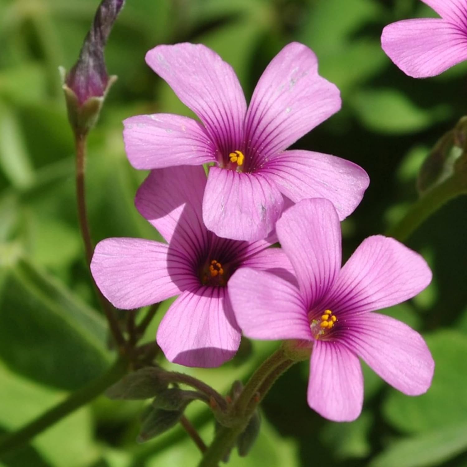 Pink Wood-Sorrel Seeds - Oxalis Debilis, Low-Growing Perennial Herbaceous Ornamental for Pollinator Gardens, Outdoor Flower Beds - 200 Pcs