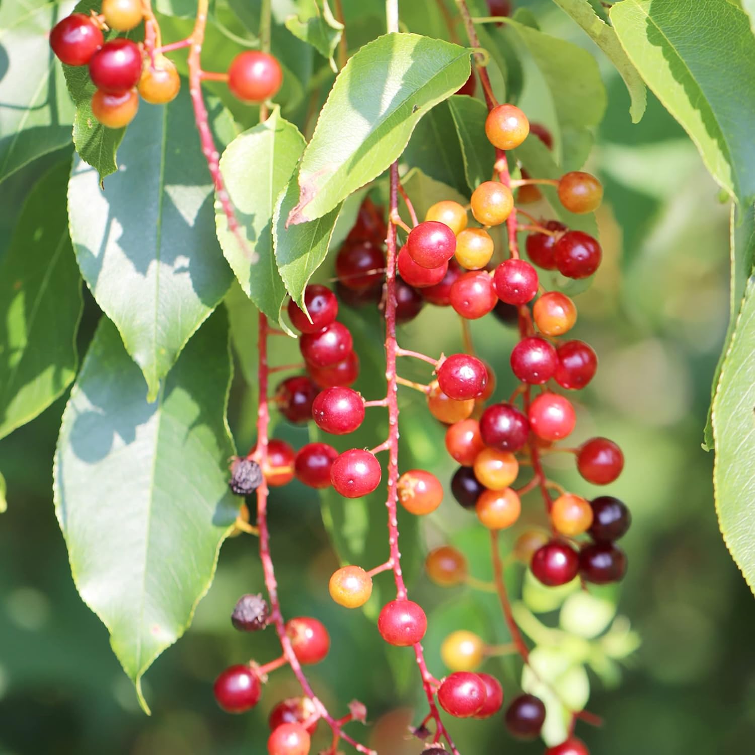 Graines de cerisier noir - Arbre caduc de taille moyenne à grande avec des fleurs blanches parfumées, des fruits sucrés et juteux, idéal pour les confitures et les utilisations culinaires - 30 pièces