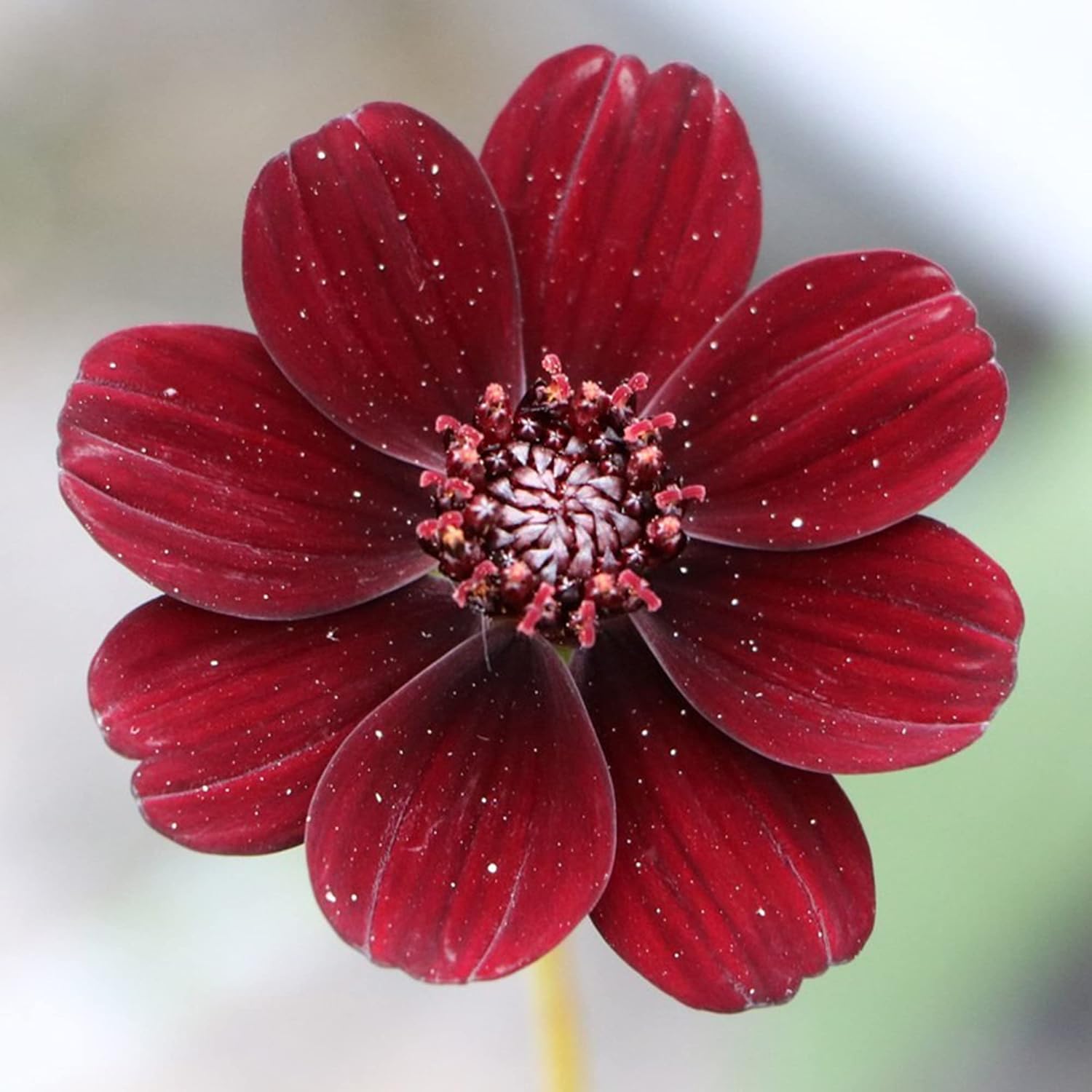 Chocolate Cosmos Seeds - Cosmos Atrosanguineus Perennial with Chocolate Fragrance, Butterfly Attracting Ornamental Flower for Gardens & Containers - 100Pcs