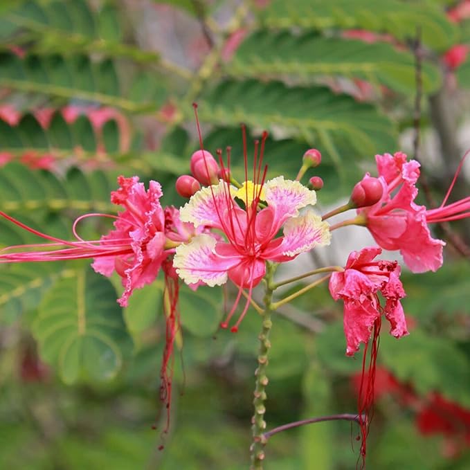 Red Bird of Paradise Seeds - Caesalpinia Pulcherrima, Heat Tolerant & Fast Growing, Attracts Pollinators, Patio & Borders - 10 Pcs