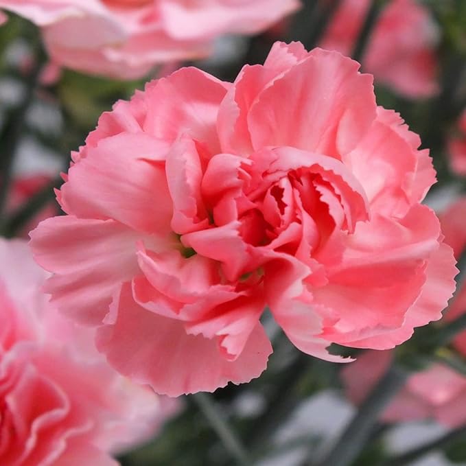 Nelkensamen, klassische Blüten für zeitlose Eleganz im Garten – Premium-Blumensamen zum Pflanzen und Gärtnern