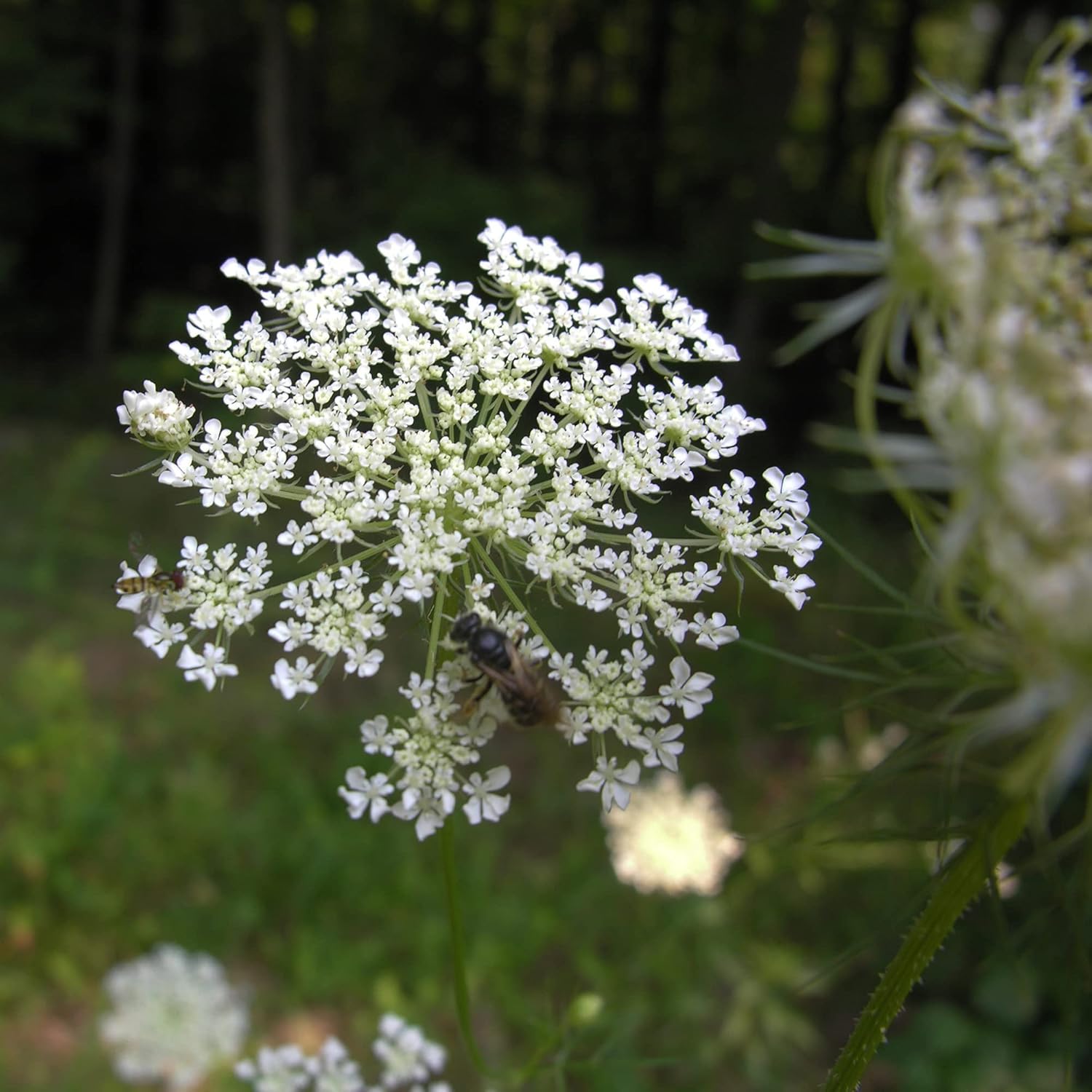 Ligusticum Porteri Seeds | OSHA Root, Porter's Lovage Perennial Herb