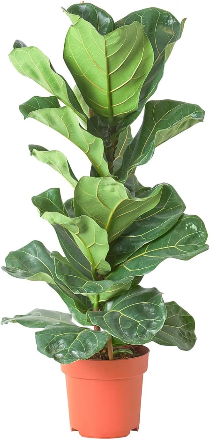 Ficus Lyrata Seeds for Planting,Fiddle-Leaf Fig Tree Seeds