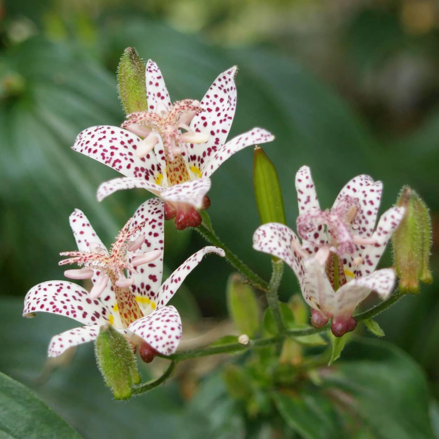 Japanese Toad Lily Seeds | Perennial Deer Resistant Showy Flowers | GMO Free, Low Maintenance | Patio, Potted, Ponds, Streams, Outdoor | 30Pcs Flower Seeds