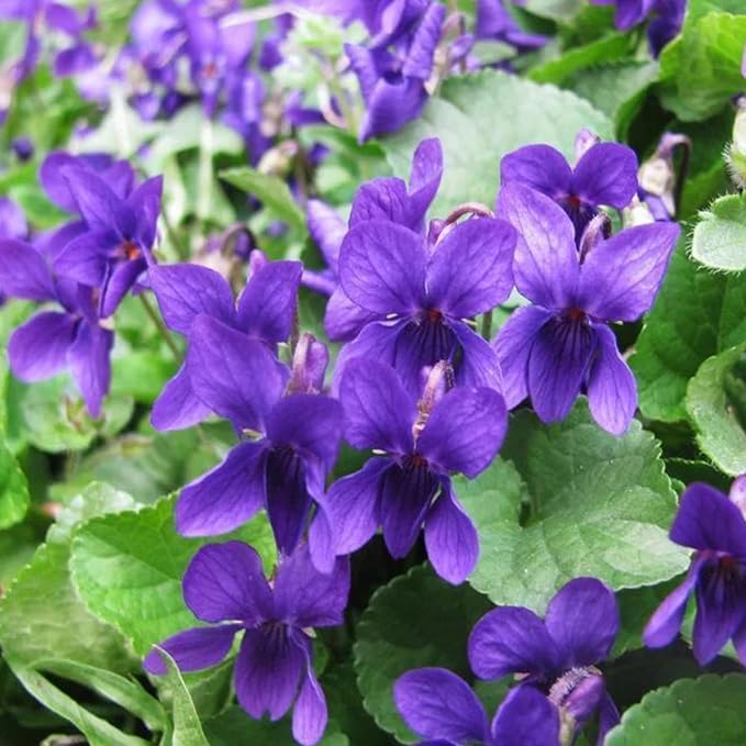 Viola Odorata 'Queen Charlotte' Samen - Süßes Veilchen, duftende Blüten und einzigartige Färbung, mehrjährig für schattige Ränder und Behälter - 30 Stück