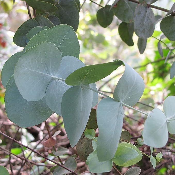 Eucalyptus Cinerea Seeds - Silver Dollar Eucalyptus, Fast-Growing, Drought-Tolerant with Unique Silvery-Blue Leaves for Gardens & Landscapes - 25 Pcs