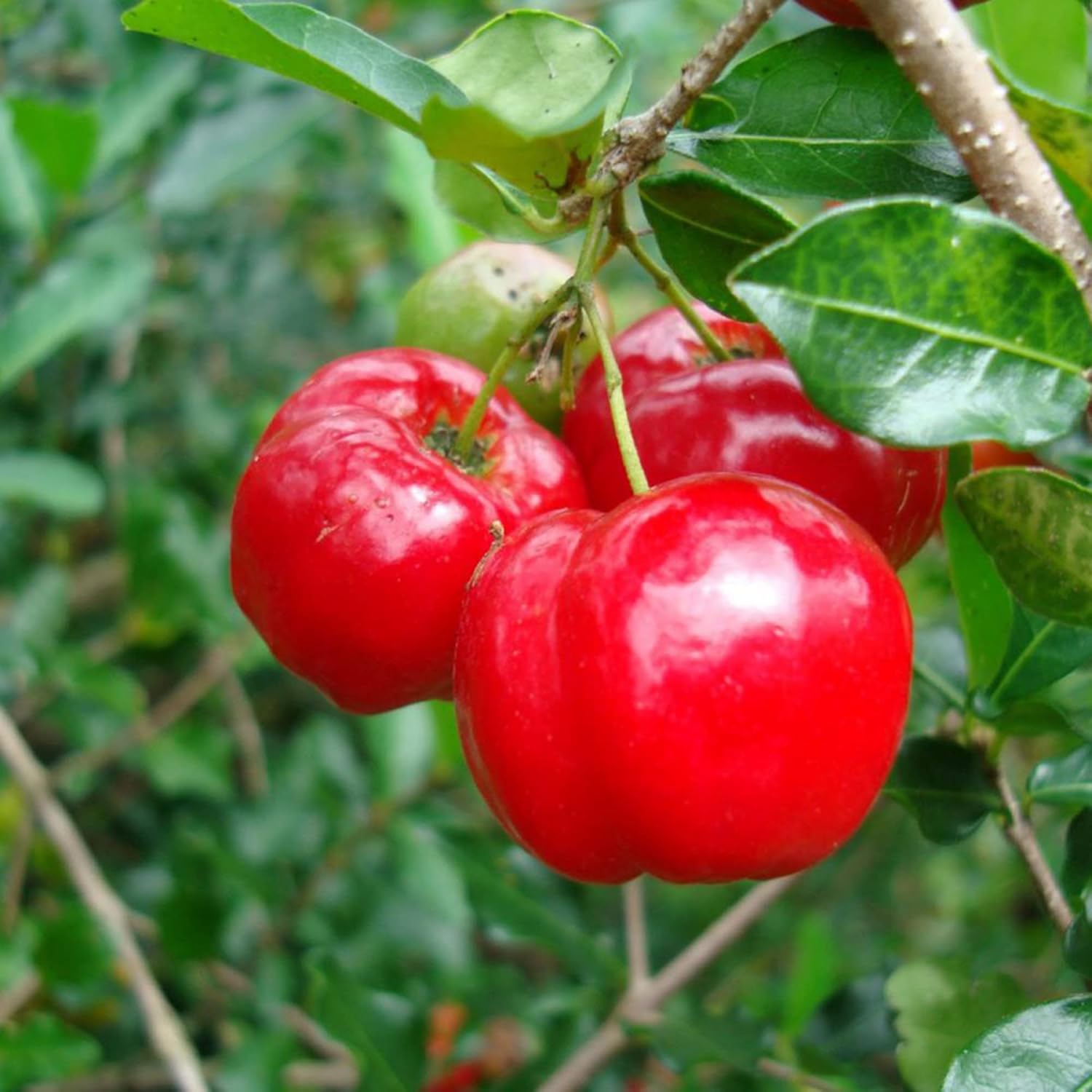 Barbados Cherry Seeds Acerola, Malpighia Emarginata Tropical Fruit Rich in Vitamin C & A for Juices Culinary 10Pcs Fruit Seeds