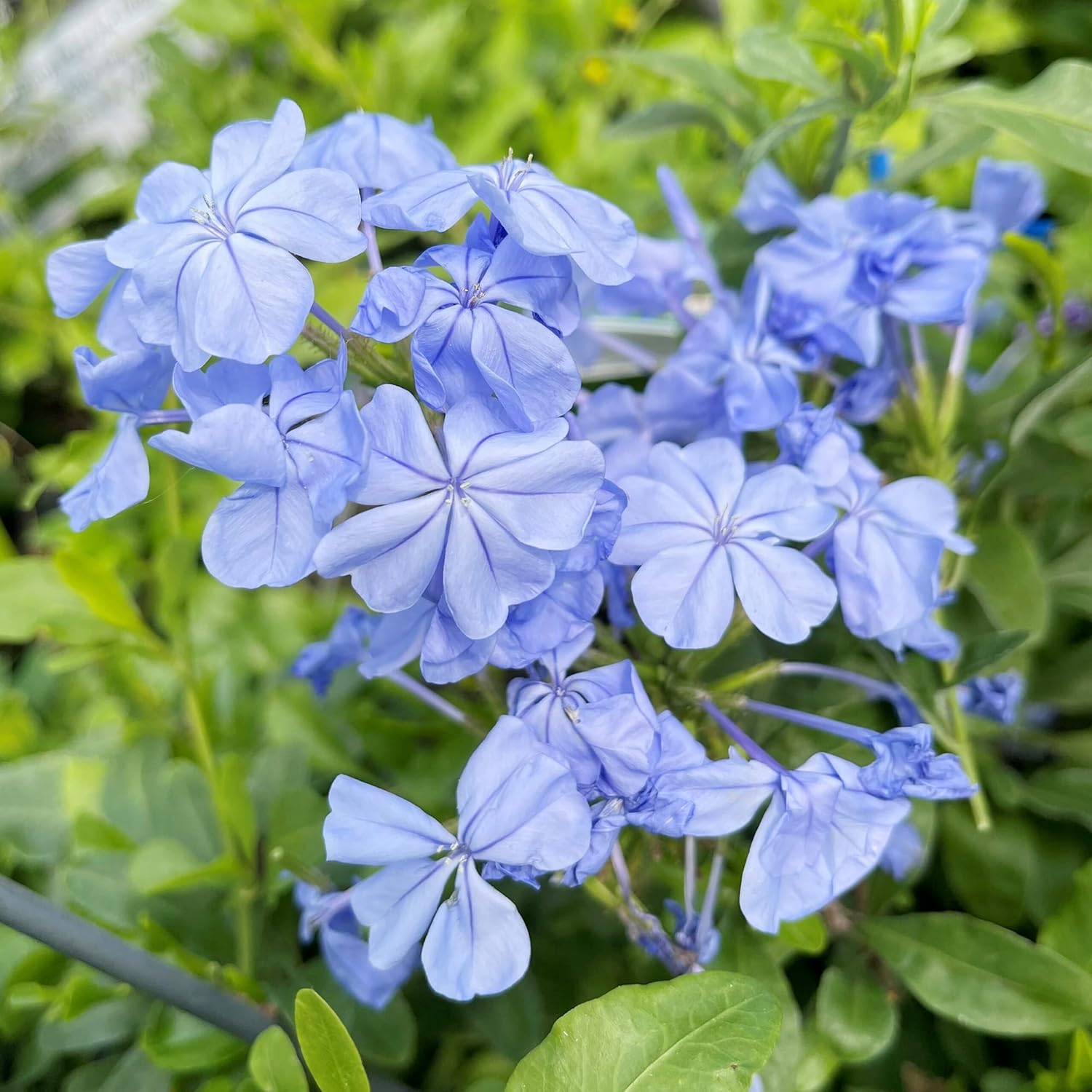 10 Stück Blauer Bleiwurz-Samen | Blühender Strauch | Leuchtend blaue Blüten | Zieht Bestäuber an | Trockenheitsresistent und pflegeleicht | Ideal für Gärten und Landschaften