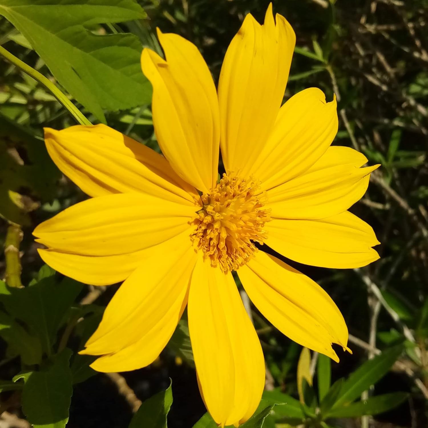 Yellow Mexican Sunflower Seeds | Tithonia Diversifolia | Perennial Flower Seeds to Attract Bees & Butterflies | Ideal for Ornamental Gardens, Beds, Patios | 125 Pcs