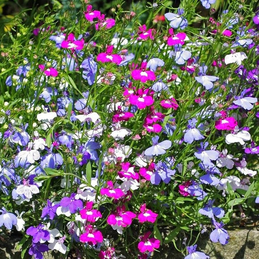 Mixed Lobelia Regatta Flower Seeds for Planting - Great for Hanging Displays - Flower Seeds