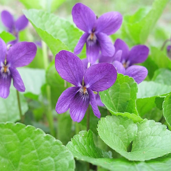 Viola Odorata 'Queen Charlotte' Seeds - Sweet Violet, Fragrant Blooms & Unique Coloration, Perennial for Shaded Borders & Containers - 30 Pcs