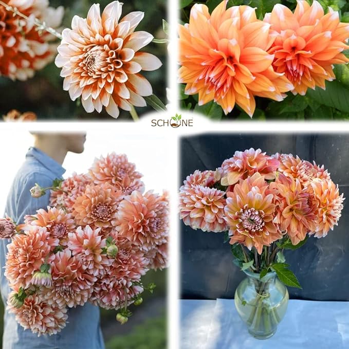 Colorful Dahlia Bulbs Transform Your Outdoor Oasis into a Floral Paradise(3 Bulbs for planting?)