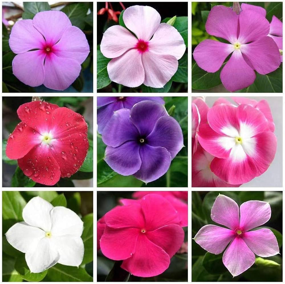 Vinca Periwinkle Flower Seeds, Planting - 100 pcs - Flower seeds