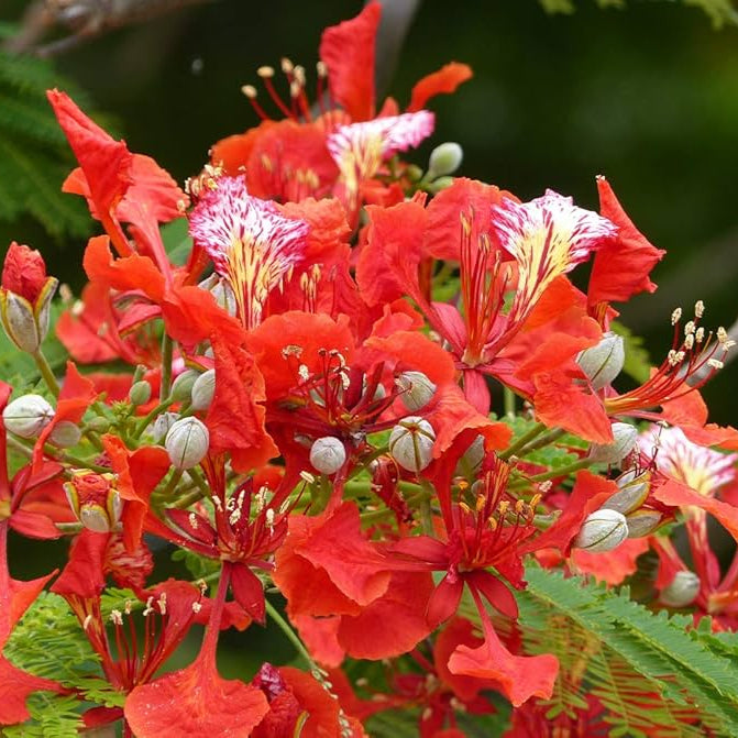 Delonix Regia (Royal Poinciana)  Flamboyant Flame Tree Seeds