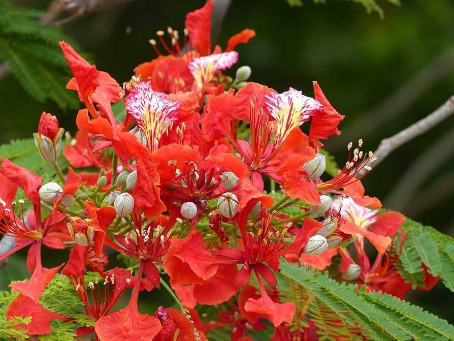 Delonix Regia (Royal Poinciana) - Flamboyant Flammenbaum Samen, 20 Stück