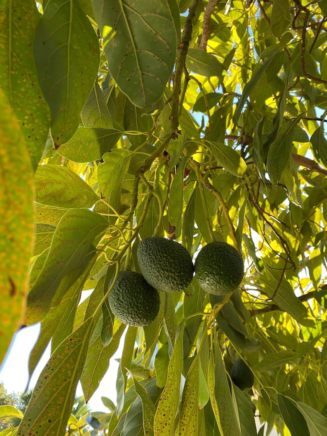 Gesunde Hass-Avocadosamen zum Anpflanzen – 2 bis 3 Fuß hoch – Obstbaum für den Garten – 1 Stück