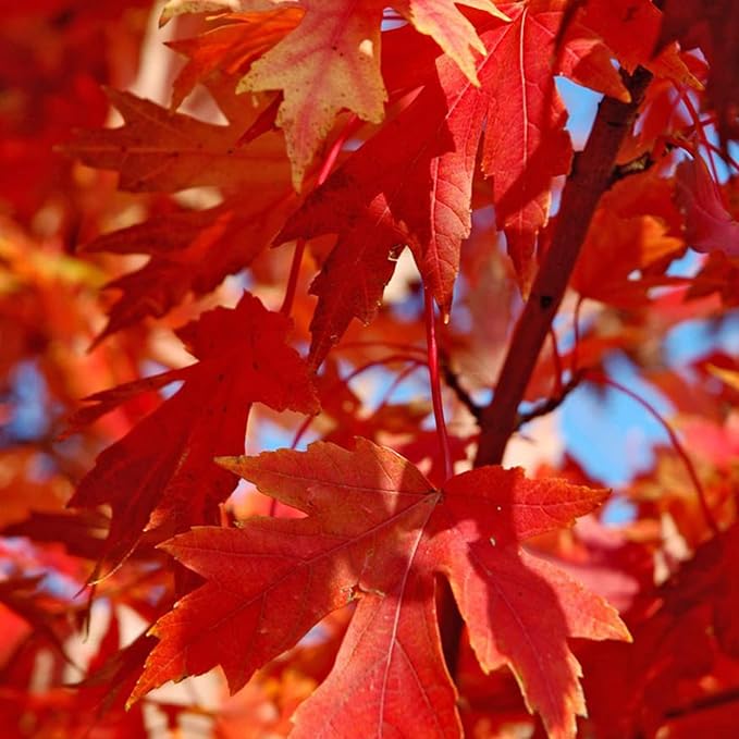 Autumn Blaze Maple Tree Seeds - Freeman Maple, Fast-Growing, Drought-Tolerant, Low Maintenance for Patio & Borders - 60 Pcs